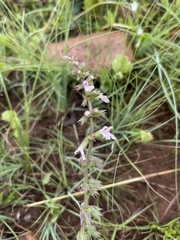 Stachys simplex