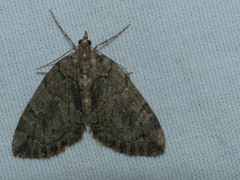 Hydriomena
