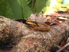 Polypedates macrotis