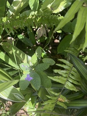 Thunbergia grandiflora