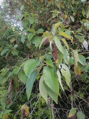 Cordia elaeagnoides