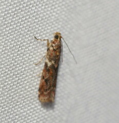 Ephestiopsis oenobarella