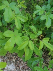 Vitex mollis