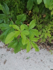 Vitex mollis