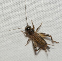 Teleogryllus commodus