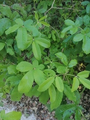Vitex mollis