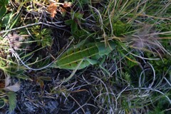 Polysarcus denticauda