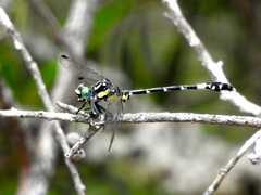 Austroepigomphus praeruptus