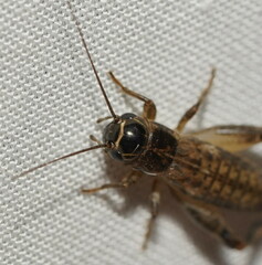 Teleogryllus commodus