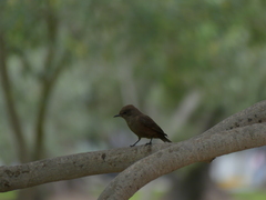 Pyrocephalus rubinus