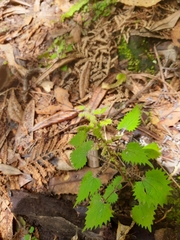 Urtica sykesii
