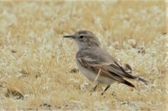 Geositta cunicularia