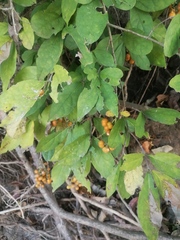 Bunchosia palmeri