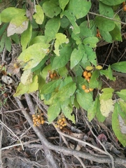 Bunchosia palmeri