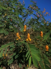 Senna reticulata