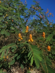 Senna reticulata