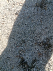 Dasymutilla arachnoides