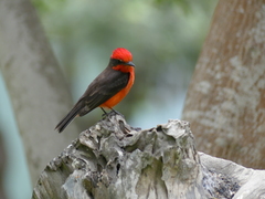 Pyrocephalus rubinus