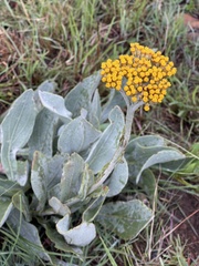 Helichrysum dasymallum