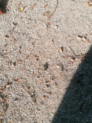 Dasymutilla arachnoides