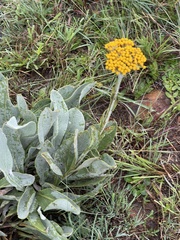 Helichrysum dasymallum