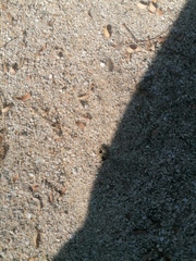 Dasymutilla arachnoides