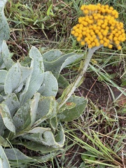 Helichrysum dasymallum