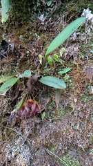 Masdevallia angulata