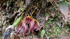 Masdevallia angulata