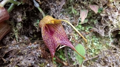 Masdevallia angulata