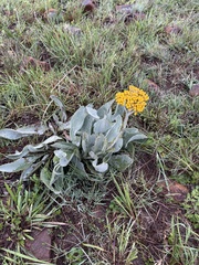 Helichrysum dasymallum