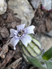 Silene uralensis