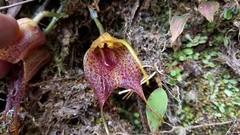 Masdevallia angulata