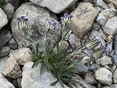 Silene uralensis