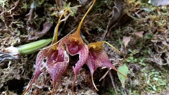 Masdevallia angulata