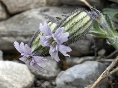 Silene uralensis