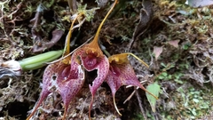 Masdevallia angulata