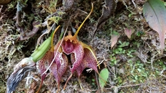 Masdevallia angulata