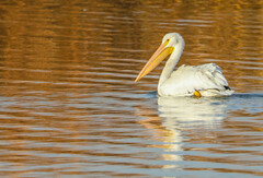 Pelecanus erythrorhynchos