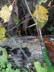 Eciton burchellii parvispinum
