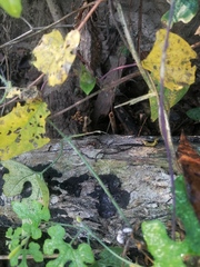 Eciton burchellii parvispinum