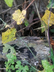 Eciton burchellii parvispinum