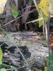 Eciton burchellii parvispinum