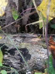 Eciton burchellii parvispinum