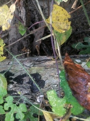 Eciton burchellii parvispinum