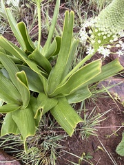 Schizocarphus nervosus