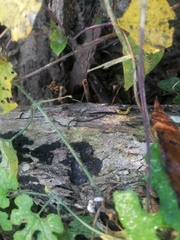 Eciton burchellii parvispinum