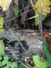 Eciton burchellii parvispinum