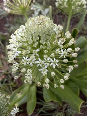 Schizocarphus nervosus