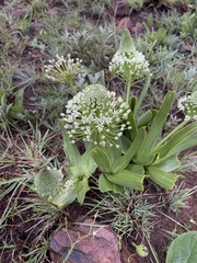 Schizocarphus nervosus